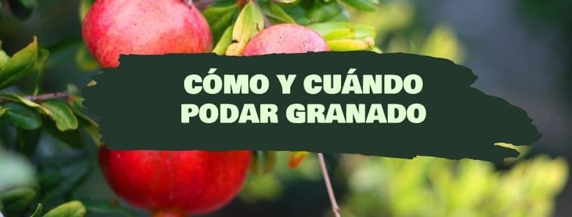 Como e quando podar uma romãzeira