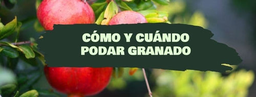 Como e quando podar uma romãzeira