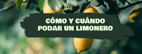 Como e Quando Podar Limoeiro