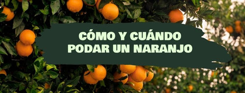 Como e Quando Podar Laranjeira