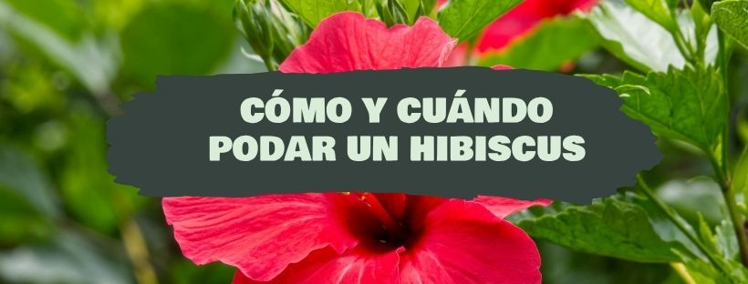 Como e Quando Podar Um Hibisco