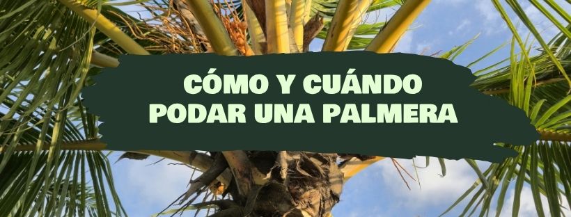 Como e Quando Podar Uma Palmeira