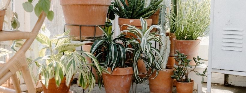 Quais São Os Melhores Vasos Para Plantas?