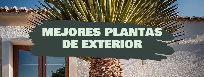 Quais São As Melhores Plantas De Exterior?