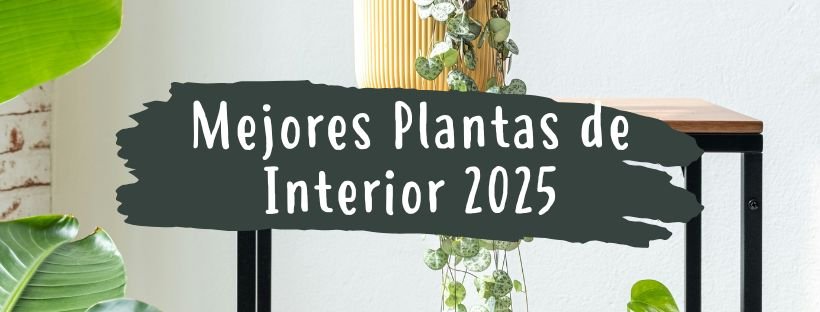 Quais São As Melhores Plantas De Interior?