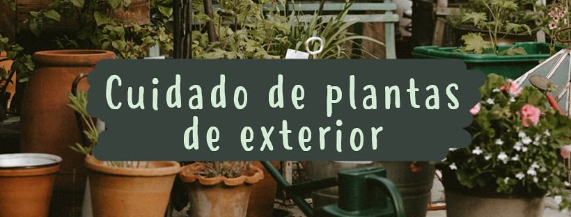Cuidado De Plantas De Exterior (Guia Completo)