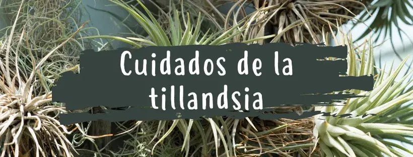 Cuidados Tillandsia: Guia Prática
