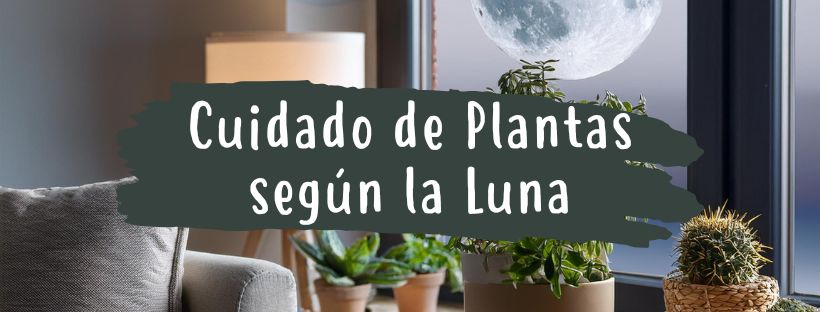 Cuidar Plantas Segundo A Lua