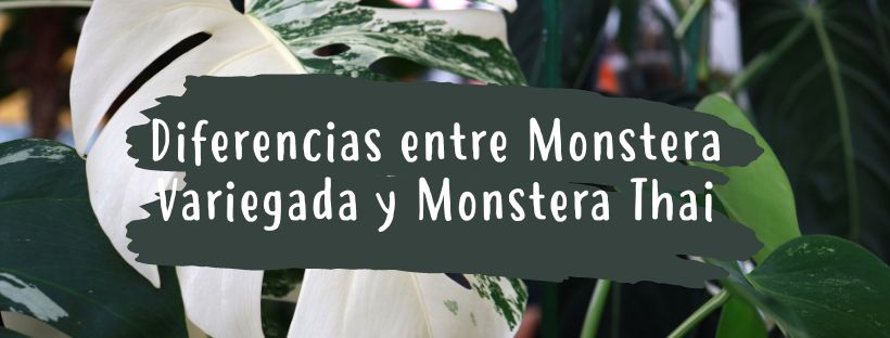 Diferenças entre Monstera Variegata e Monstera Thai Constellation