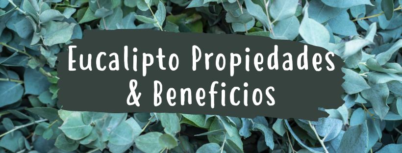 Eucalipto: Propriedades e Benefícios