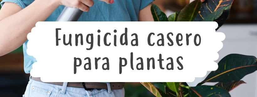 Fungicida Caseiro Para Plantas: 2 Receitas Fáceis