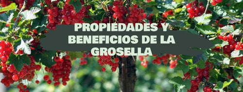 Groselha: O Que É, Propriedades E Benefícios
