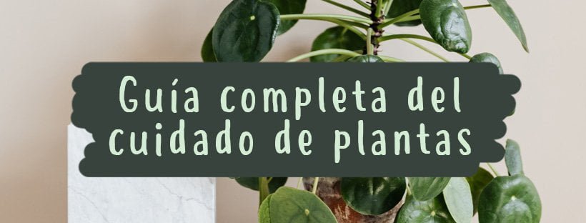 Guia Completo Para Cuidar de Todo o Tipo de Plantas