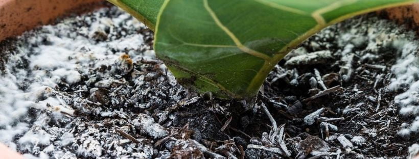Fungos No Substrato Da Minha Planta: Como Resolver?