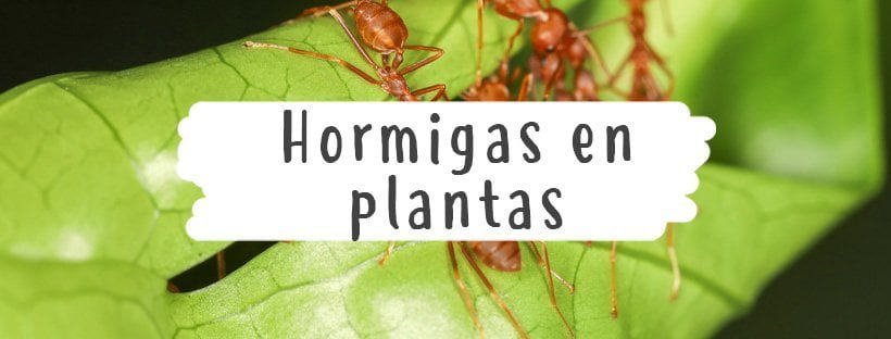 Formigas em Plantas: O Que Deve Fazer
