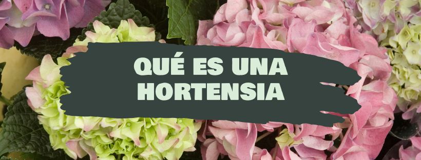 Hortênsia: O Que É E Para Que Serve