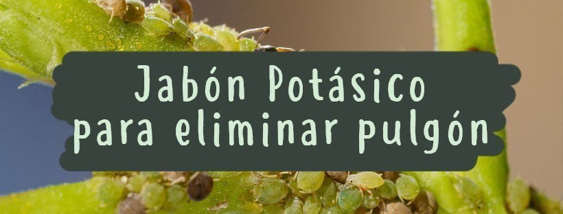 Sabão Potássico Para Combater O Pulgão