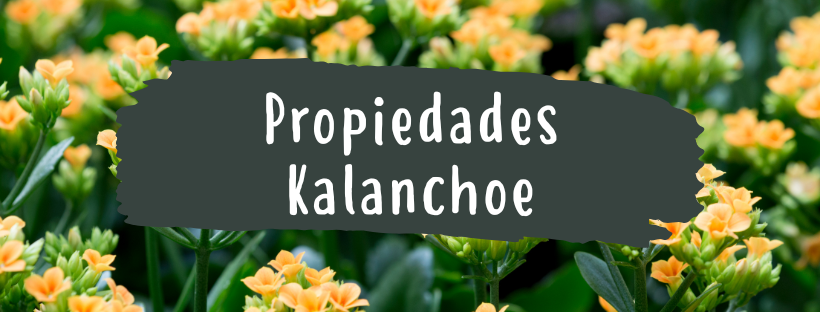 Kalanchoe: Propriedades e Benefícios