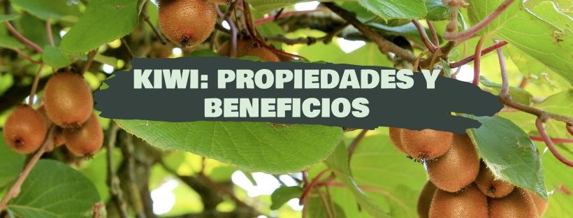 Quivi: O Que É, Propriedades E Benefícios