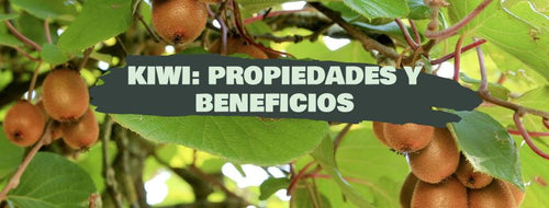 Quivi: O Que É, Propriedades E Benefícios