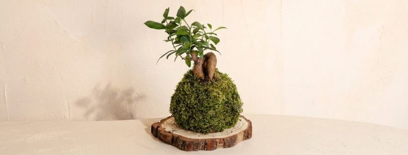 Kokedama: O Que É E Para Que Serve