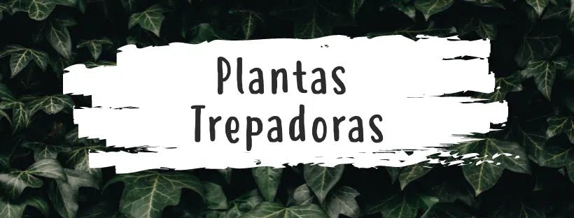 As Melhores Trepadeiras Para Casa