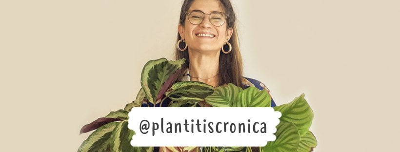 As Plantas de Interior Indispensáveis da Clara