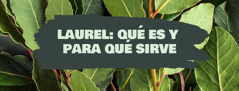 Louro: O Que É E Para Que Serve