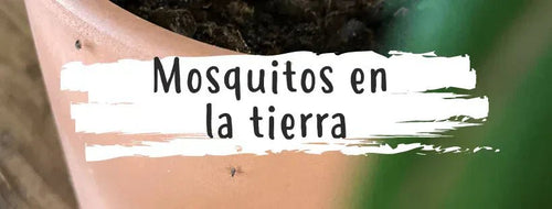 Mosquitos Nas Plantas: Como Eliminá-los?