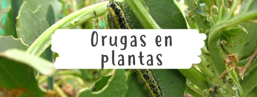 Lagartas em Plantas: Aprenda a Combatê-las