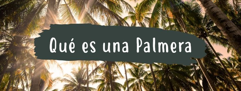 Palmeira: O Que É e Quais as Suas Partes