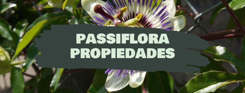 Passiflora: Propriedades e Benefícios