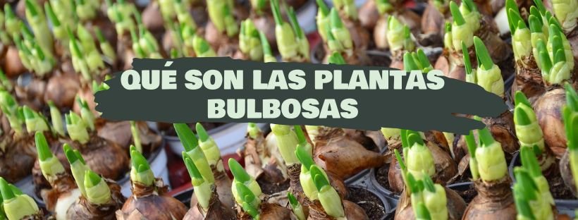 Plantas Bolbosas: O Que São, Exemplos E Cuidados