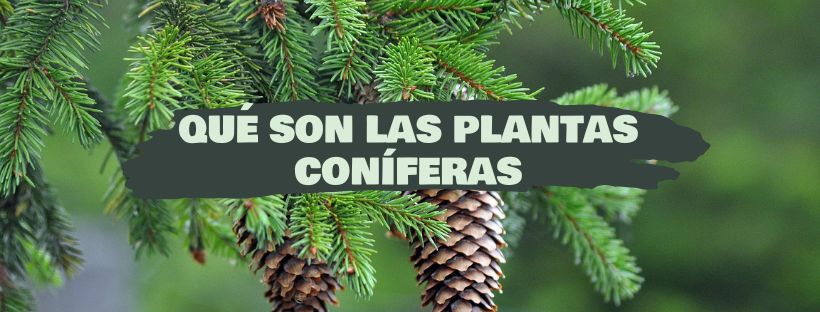 Plantas Coníferas: O Que São, Exemplos e Cuidados