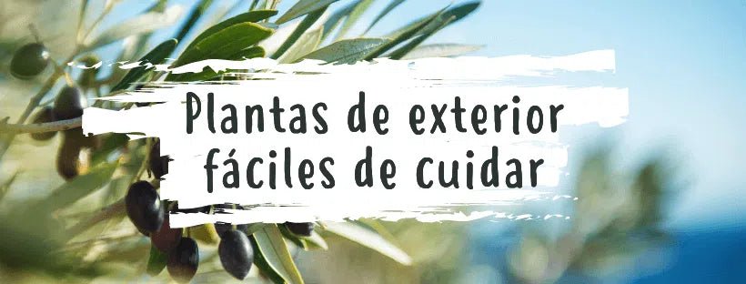 Plantas de Exterior Fáceis de Cuidar