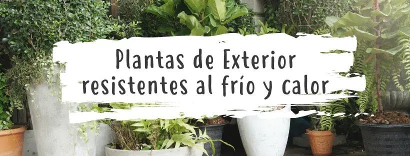 Plantas De Exterior Resistentes Ao Frio E Ao Calor