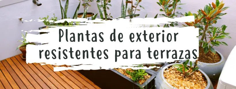 Plantas De Exterior Resistentes Para Terraços