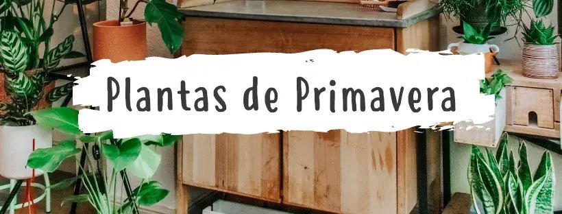 Plantas de Primavera Que Não Pode Perder