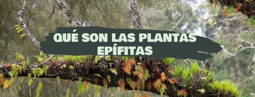 Plantas Epífitas: O Que São, Exemplos E Cuidados