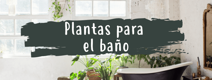 Plantas Para A Casa De Banho, Quais As Melhores?