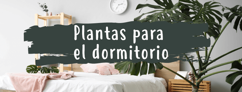 Plantas Para O Quarto, Quais São As Melhores?