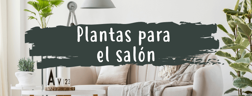 Plantas Para A Sala, Quais São As Melhores?