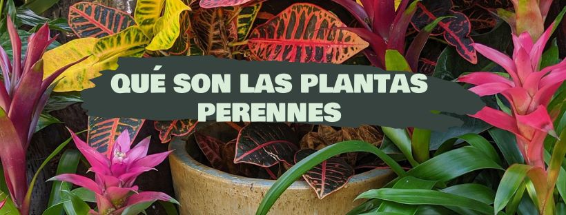 Plantas Perenes: O Que São, Exemplos E Cuidados