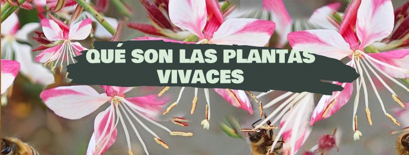 Plantas Perenes: O Que São, Exemplos E Cuidados