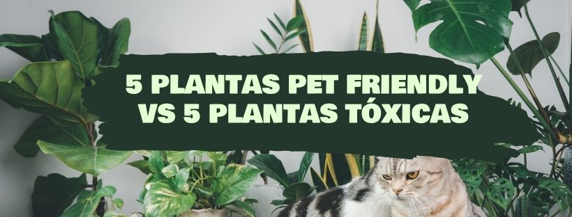 5 Plantas Amigas dos Animais de Estimação e 5 Plantas Tóxicas para os Seus Animais de Estimação
