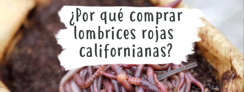 Porque Comprar Minhocas Vermelhas Californianas?