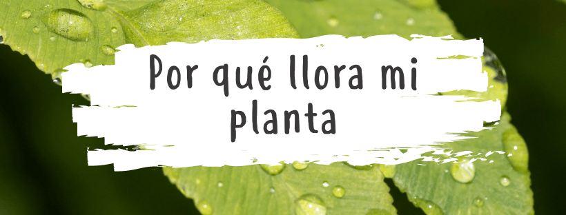 Porque Chora a Minha Planta
