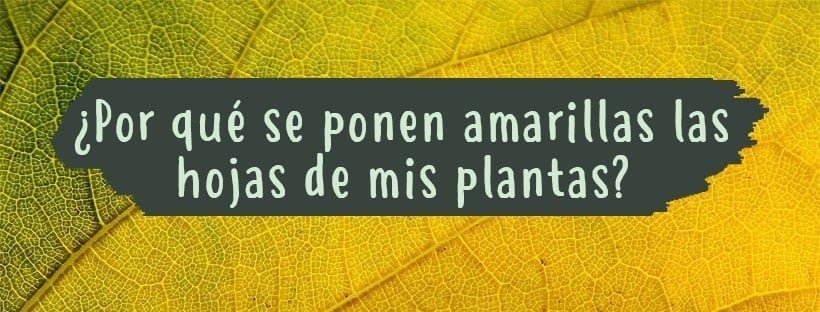 Por Que É Que As Folhas Das Plantas Ficam Amarelas?