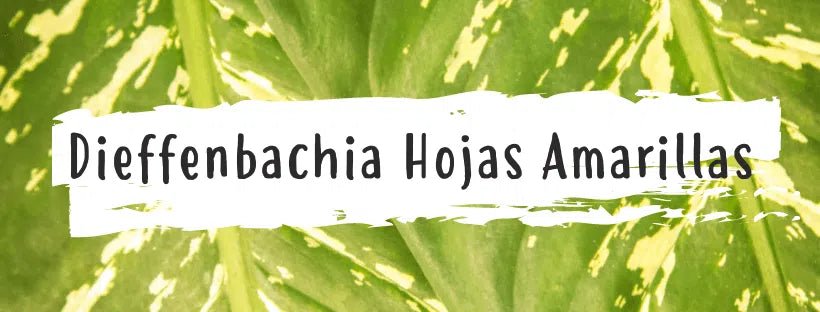 Por Que É Que As Folhas Ficam Amarelas na Dieffenbachia?
