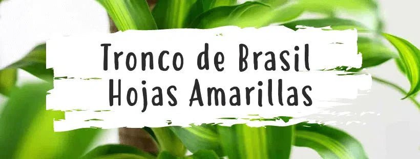 Porque é que as folhas do Tronco-do-Brasil ficam amarelas?
